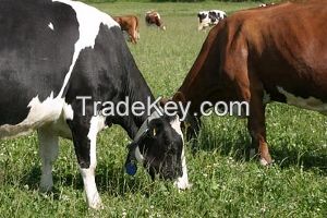 Pregnat heifers. Origin EU and USA High milk production