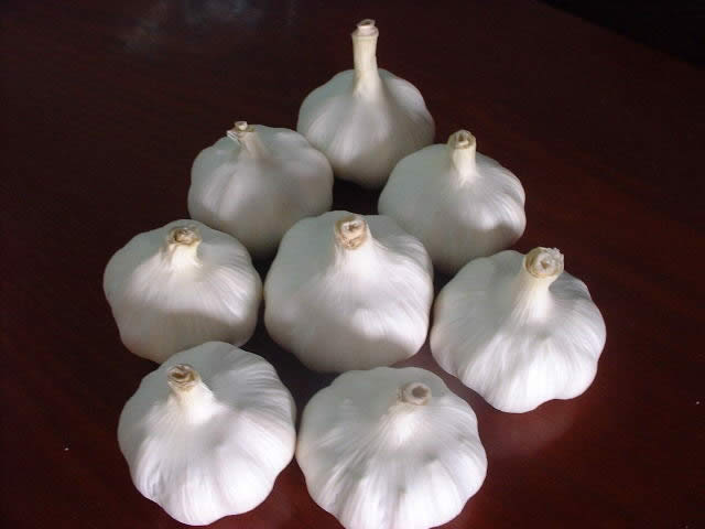 fresh garlic