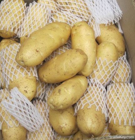 Potato@farm price