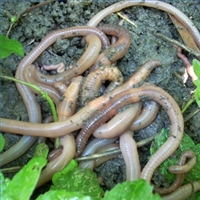 Earthworm Casting