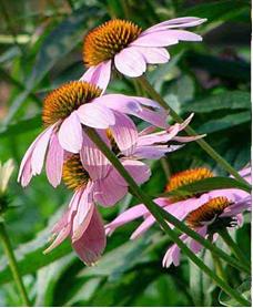 Echinacea Herb P. E.