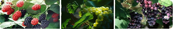 Resveratrol-Grape Skin Extract