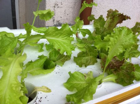 Hydroponic , Organic Vegetables Supplier
