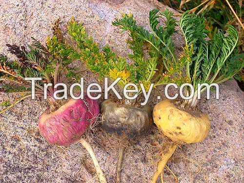 Gelatinized Maca, Organic Powder