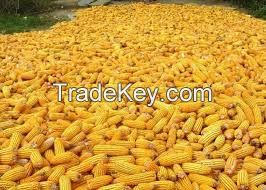 Yellow Corn, Yellow Maize