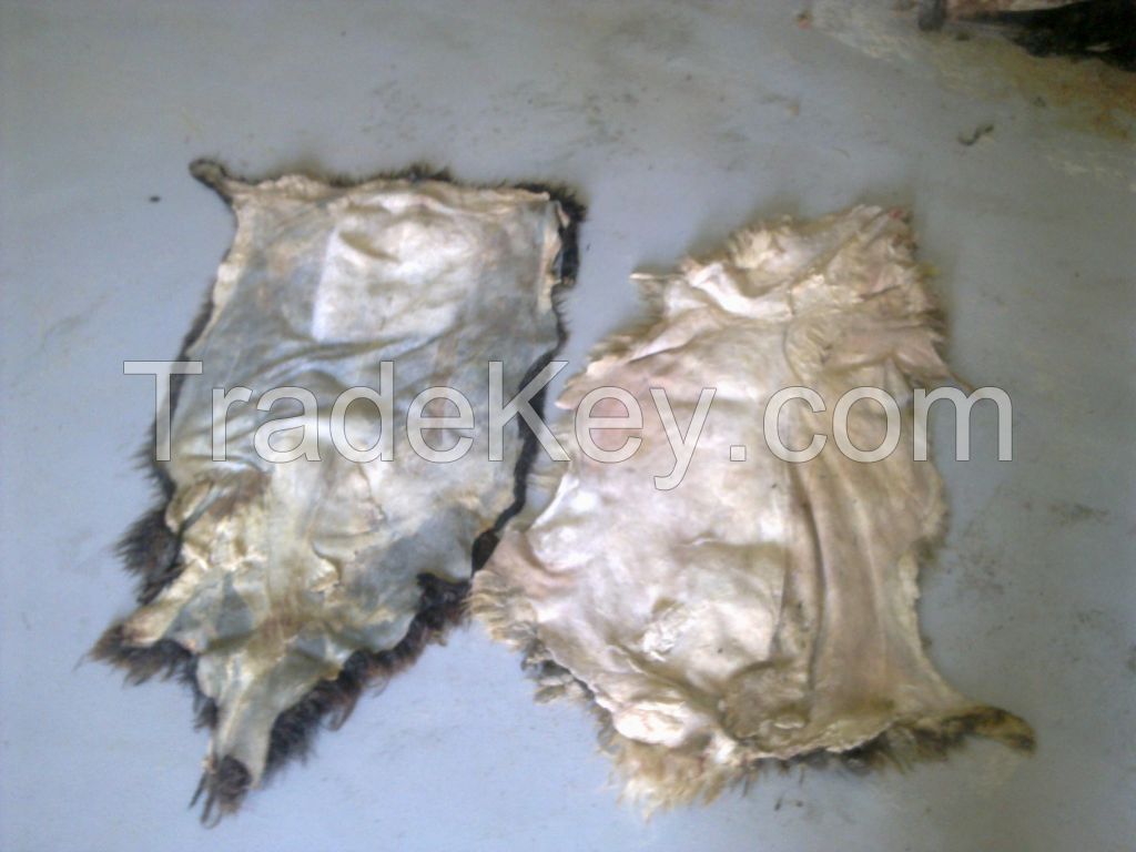 WET SALTED SHEEP SKINS