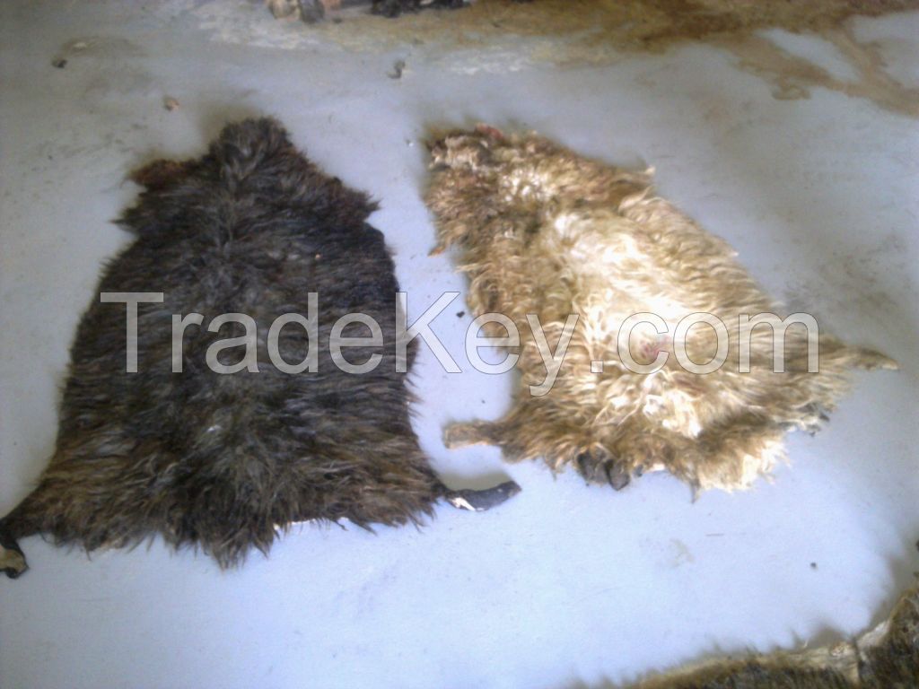 WET SALTED CATTLE HIDES