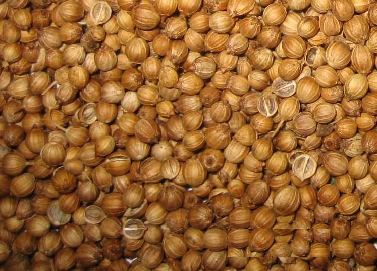 Coriander seeds