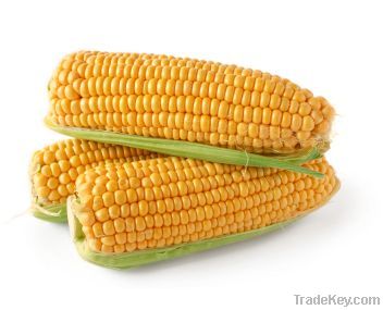 yellow corn