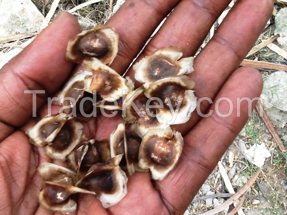 Moringa Oloifera