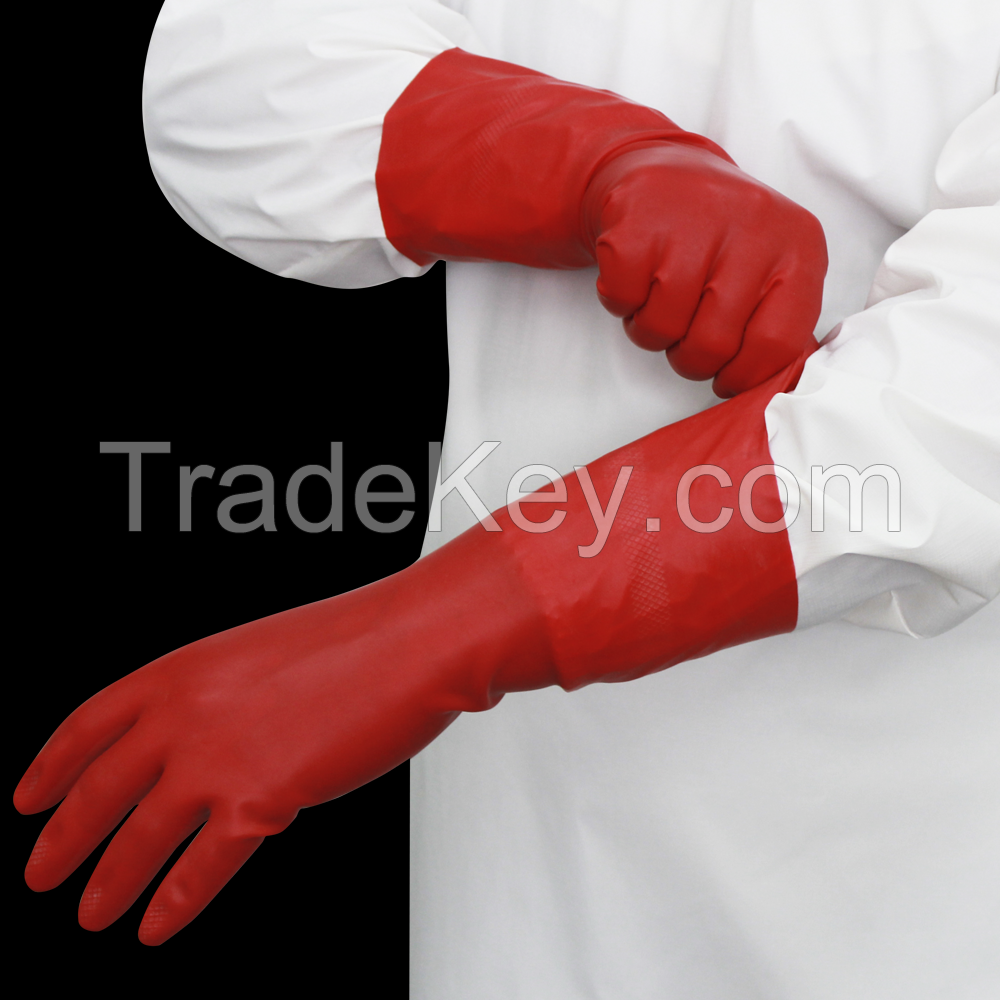 Latex Gloves + Powder free + Not Sterile Gloves