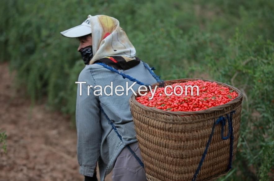 Organic Chinese Hot Sale New Crops Medlar , Organic Bacche Di Goji Berry