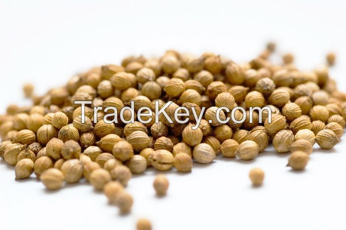 Coriander Seeds  Coriander