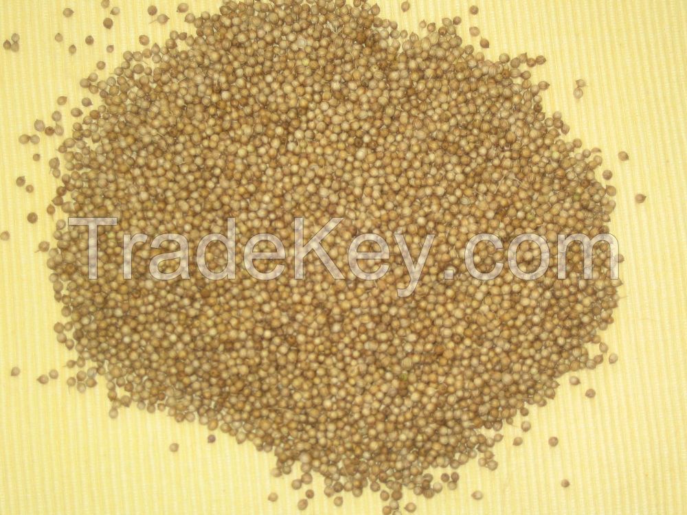 Coriander Seeds  Coriander