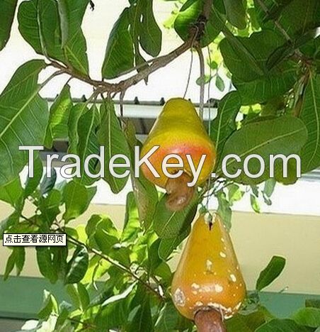 Cashew Nuts Dried and With Shells