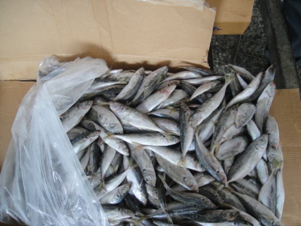 selling horse mackerel