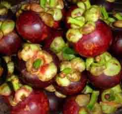 Mangosteen extract