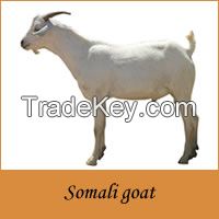 Goat/Ship Skin from Somalia