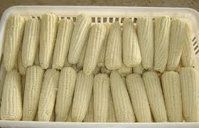 IQF sweet white corn cob
