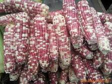 IQF sweet color corn cob
