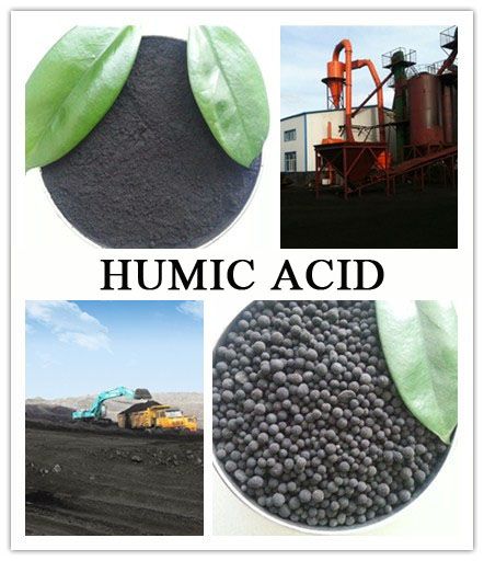 Humic Acid Powder/Granular from leonardite