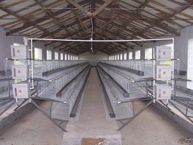 poultry equipment