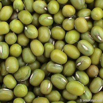 Green mung bean