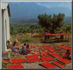 VENTE TOMATE SECHEE