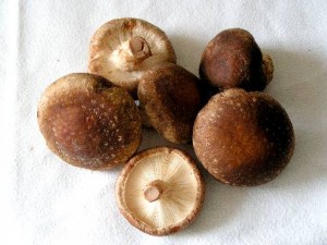 Shiitake