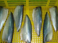 Frozen Mackerel Fish Fillet