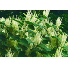 Giant Knotweed