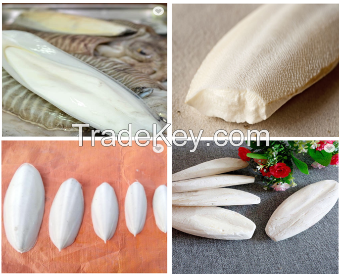 Cuttlefish Bone for Bird Feed with High Quality and Best Price