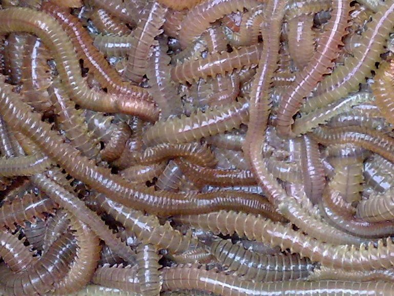 live fishing bait lugworm Polychaete wholesale photo and picture on