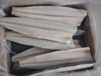 spanish mackerel fillet