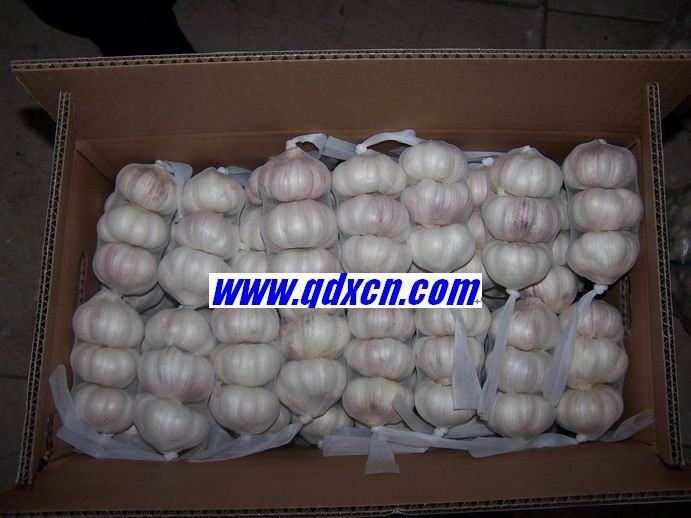 fresh JINXIANG  garlic