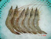 Vannamei shrimp (HOSO, HLSL, HLSO)