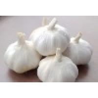 Fresh White Garlic(China)