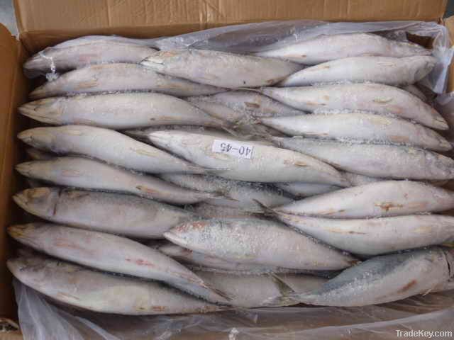 pacific mackerel