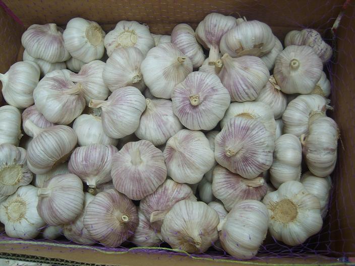 garlic