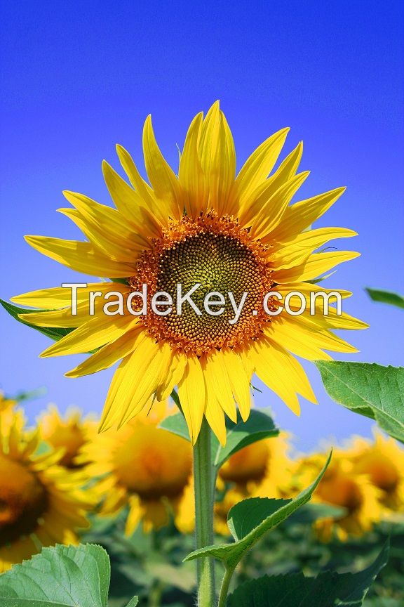 Sunflower Lecithin Organic