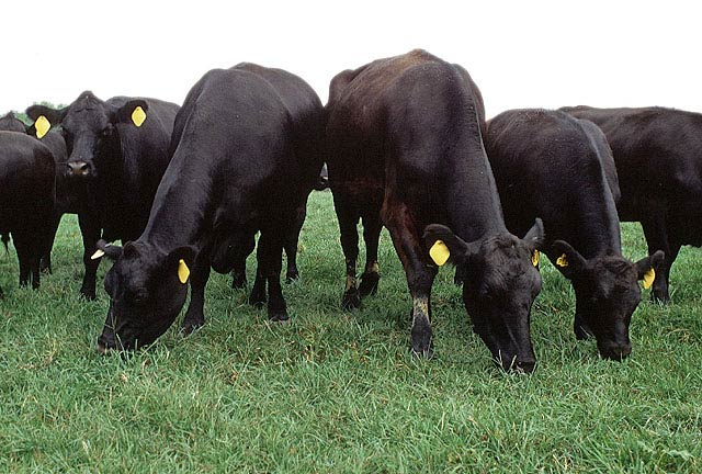 Sell Great Livestock Cattle From Ukraine