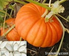 pumpkin seeds extract