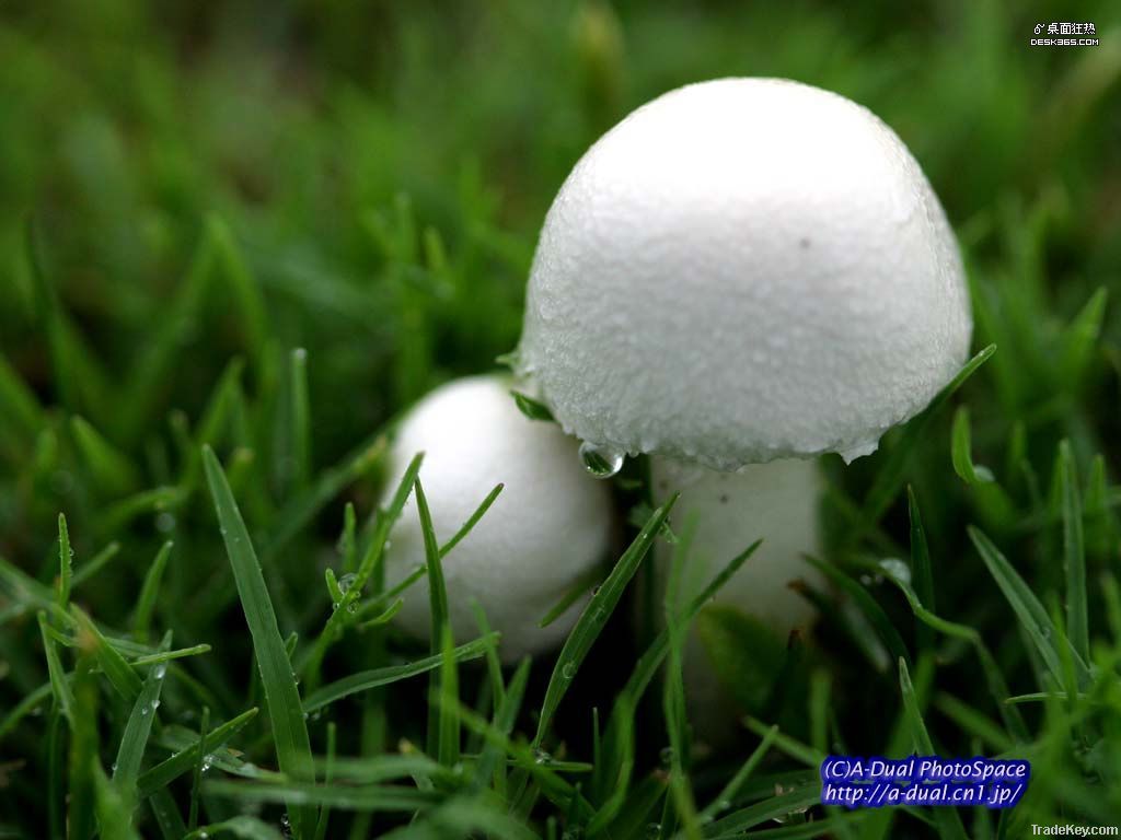mushrooms extract
