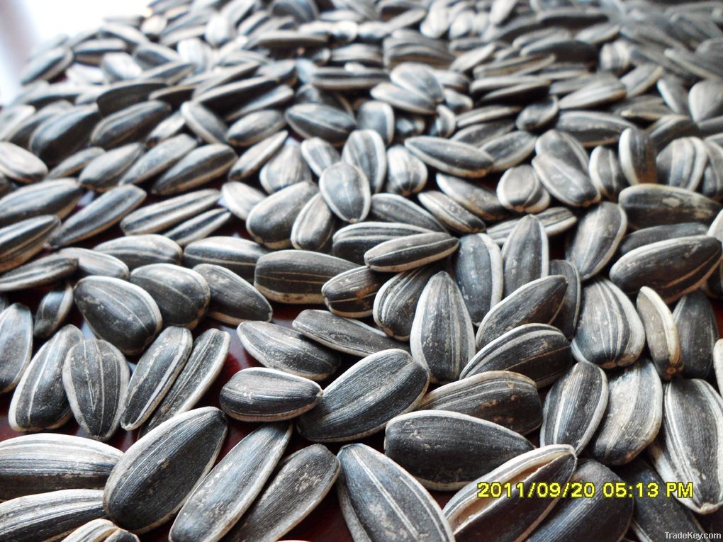 Confectionary sunflower seeds 22/64  24/64