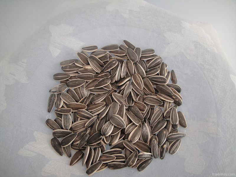 2012 new striped sunflower seeds 909