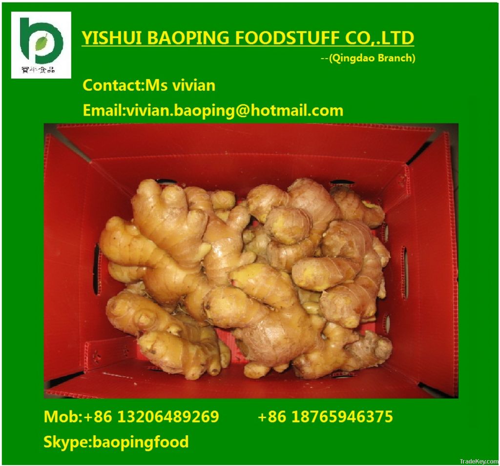 fresh ginger from Shandong