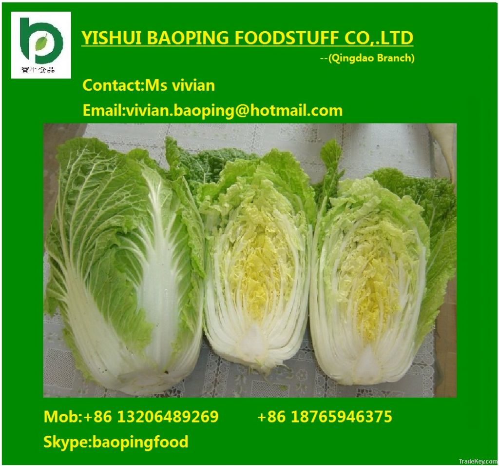 chinese long cabbage