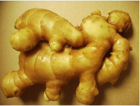 fresh ginger of 2010 corps