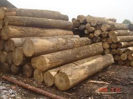 oak, ash, beech timber and firewood