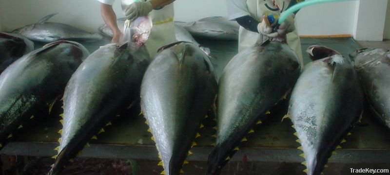 Fresh Chilled Yellowfin Tuna